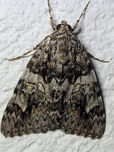 Catocala promissa - kis tölgyfa-övesbagoly