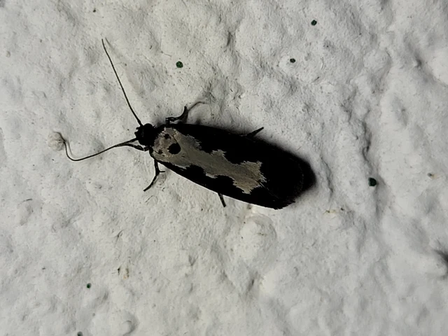 Ethmia