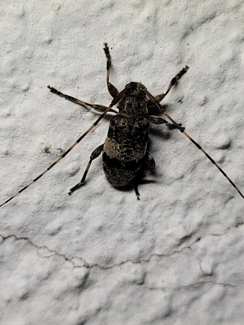 Leiopus nebulosus - öves gesztcincér
