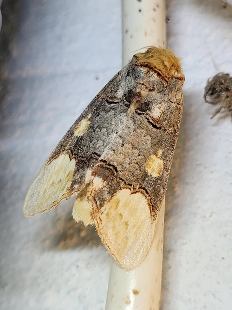 Phalera bucephaloides - magyar púposszövő