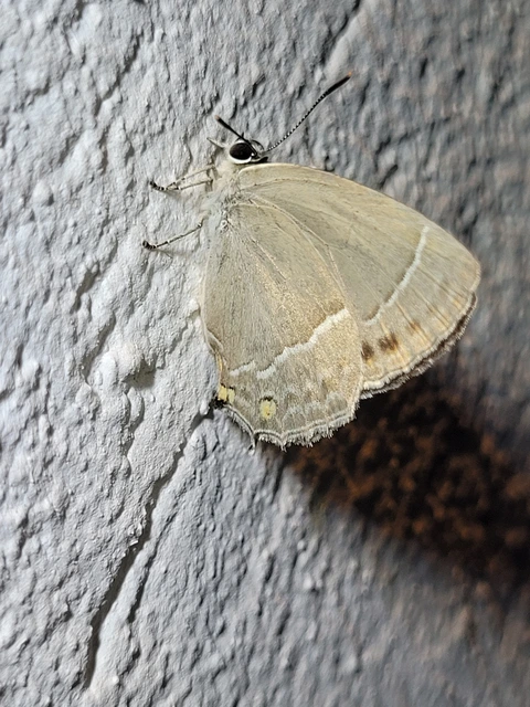Neozephyrus quercus - tölgyfalepke