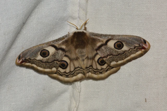 Saturnia pavoniella/pavonia