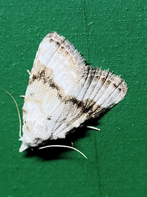 Meganola albula - fehér pamacsosszövő