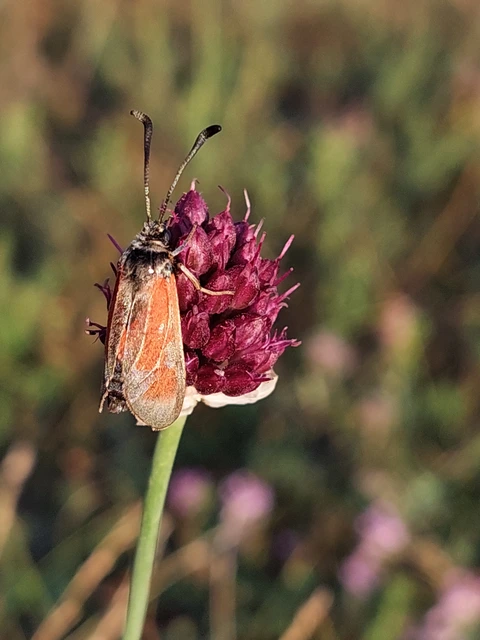 Zygaena punctum - pettyes csüngőlepke