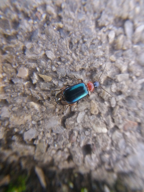 Lebia cyanocephala - pompás cserjefutó