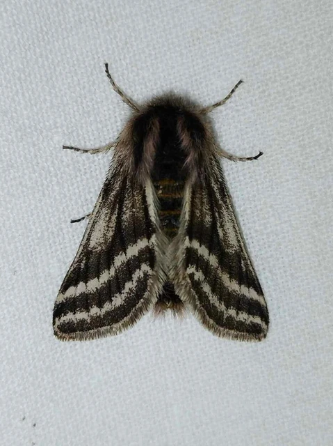Lycia zonaria - öves tavasziaraszoló