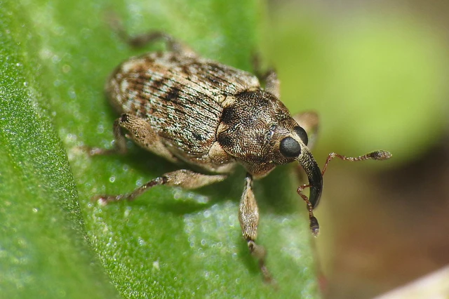 Coryssomerus capucinus - székfű-kancsalormányos
