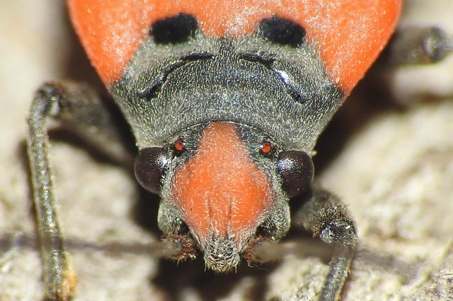 Lygaeus simulans - hamis lovagbodobács