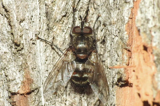 Ernestia puparum