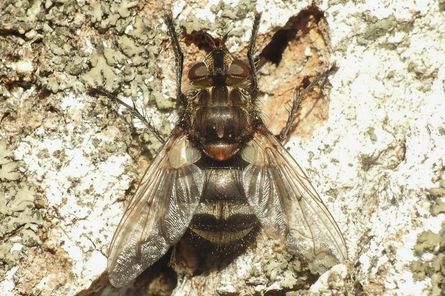 Ernestia puparum