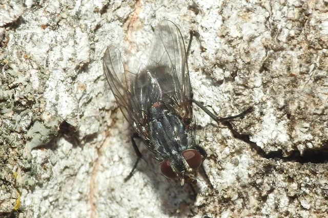 Muscina