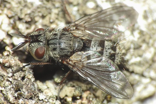 Baumhaueria tibialis
