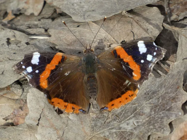Vanessa atalanta - atalantalepke