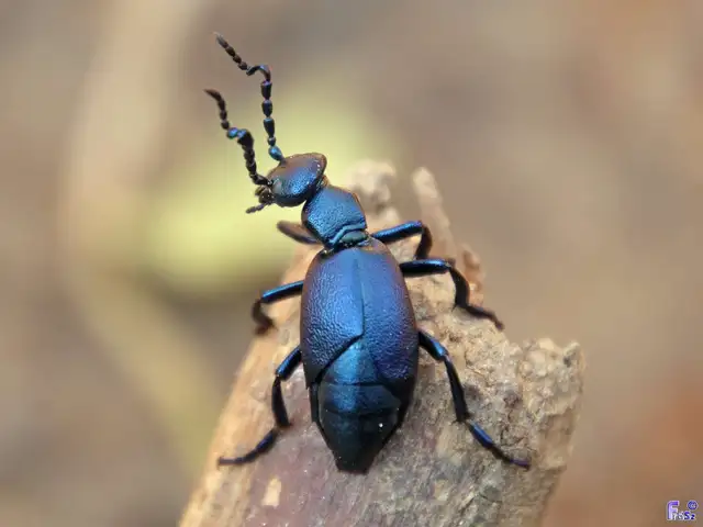 Meloe violaceus - kék nünüke