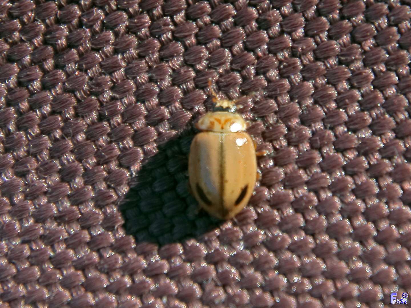 Aphidecta obliterata - sárga katica