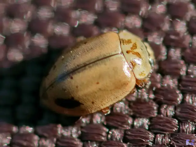 Aphidecta obliterata - sárga katica