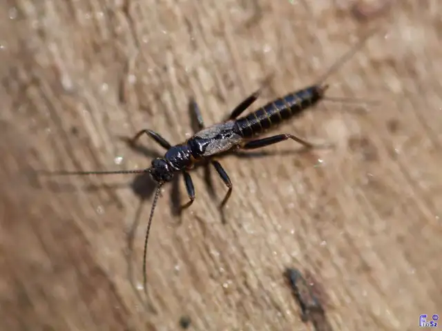Plecoptera - Álkérészek