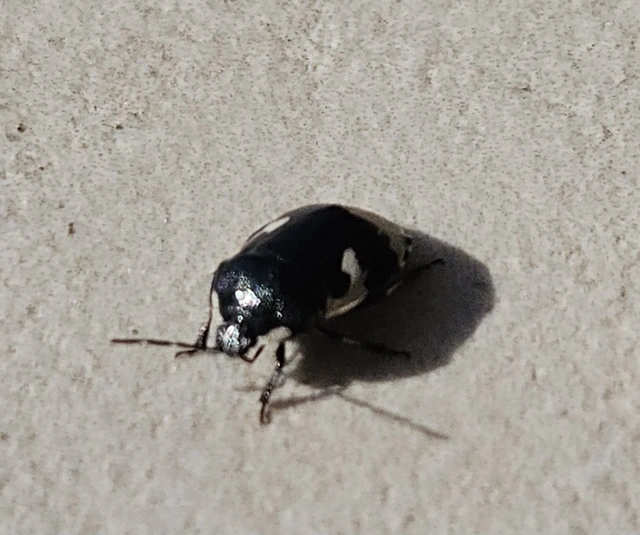 Tritomegas bicolor - foltos földipoloska