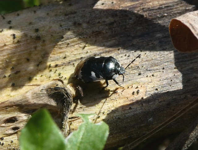 Tritomegas bicolor - foltos földipoloska