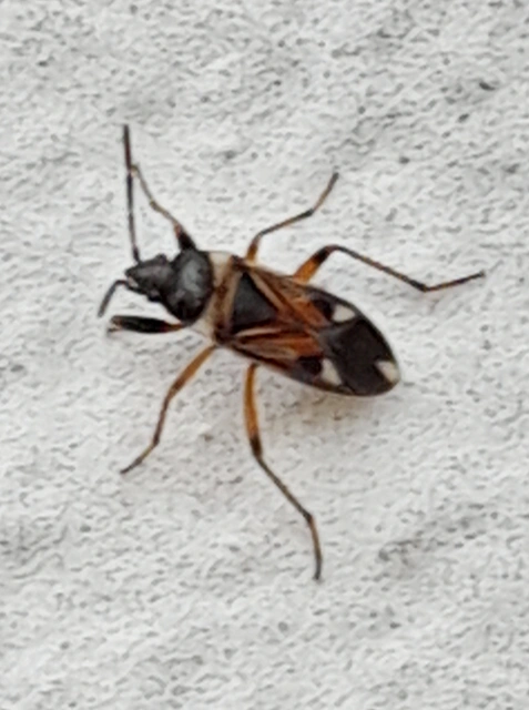 Raglius alboacuminatus - tarka díszesbodobács