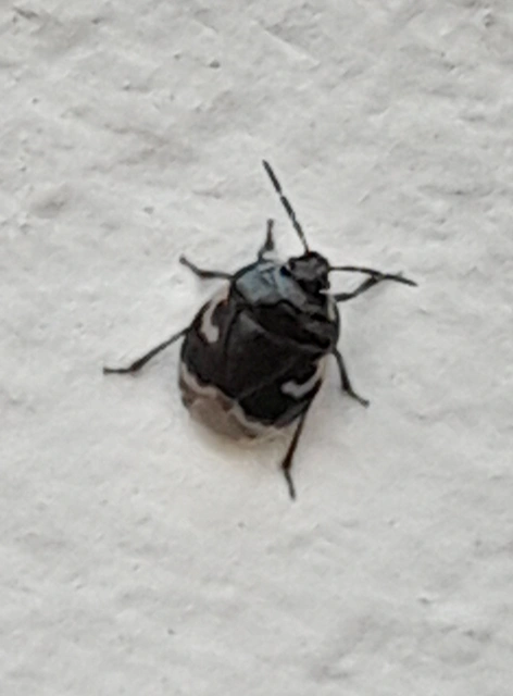 Tritomegas bicolor - foltos földipoloska