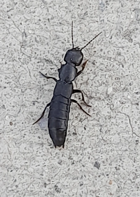 Ocypus