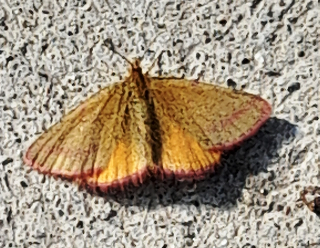 Lythria purpuraria - bíborsávos araszoló
