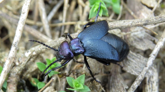 Meloe decorus - csinos nünüke