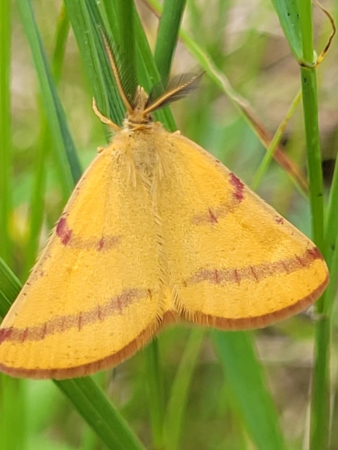 Lythria purpuraria - bíborsávos araszoló