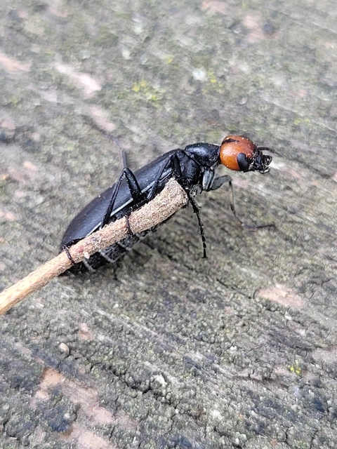 Epicauta rufidorsum - hollóbogár