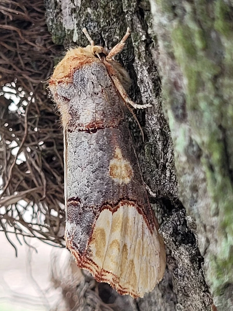 Phalera bucephaloides - magyar púposszövő