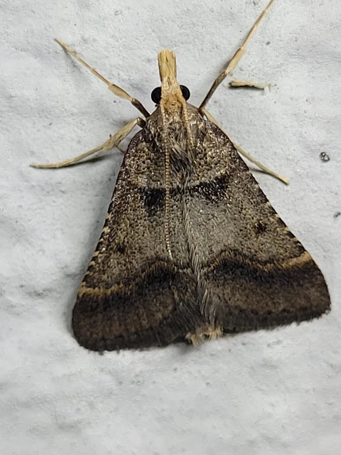 Stemmatophora brunnealis - barna fényilonca