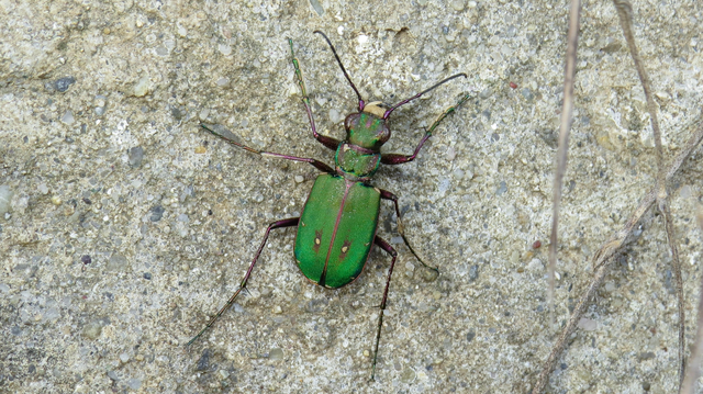 Cicindela campestris - mezei homokfutrinka