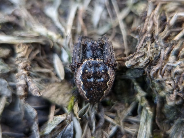 Nuctenea umbratica - közönséges rés-keresztespók