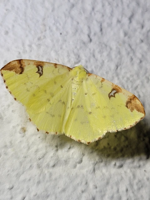 Opisthograptis luteolata - citromsárga araszoló
