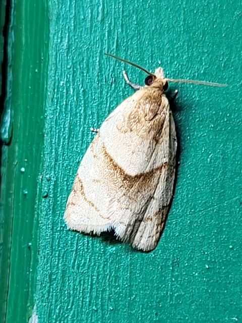 Clepsis rurinana - fakó sodrómoly