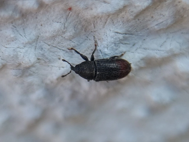Mecinus pyraster - szélesnyakú útifűormányos