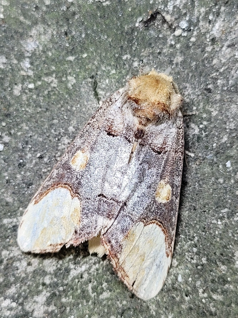 Phalera bucephaloides - magyar púposszövő