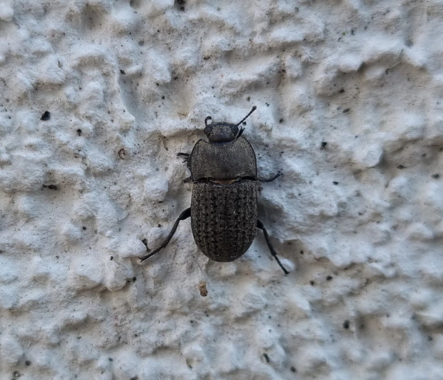Opatrum sabulosum - sároshátú gyászbogár