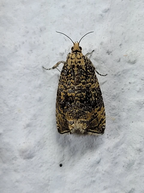 Celypha lacunana - vízparti tükrösmoly