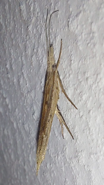 Ypsolopha mucronella - kecskerágómoly