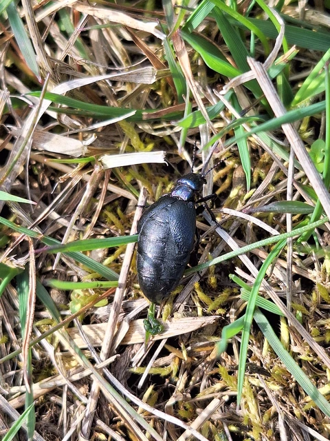 Meloe decorus - csinos nünüke