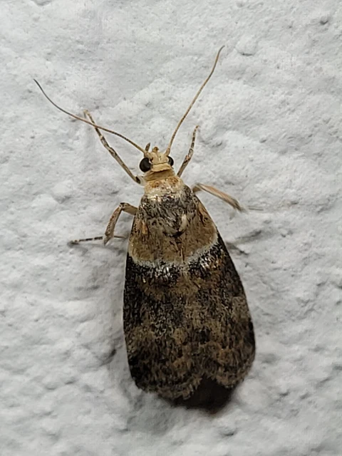 Acrobasis tumidana - bordás karcsúmoly