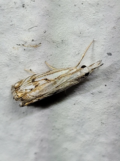 Catoptria falsella - hálós fűgyökérmoly