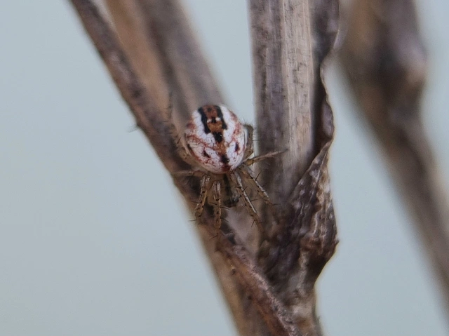 Mangora acalypha - réti keresztespók
