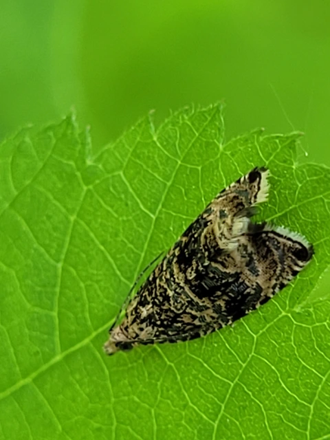 Celypha lacunana - vízparti tükrösmoly