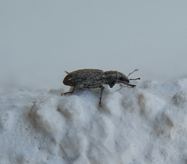Sitona callosus - szempillás csipkézőbogár