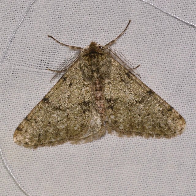 Apocheima pilosaria - zöldes tavasziaraszoló