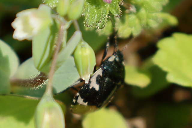 Tritomegas bicolor - foltos földipoloska