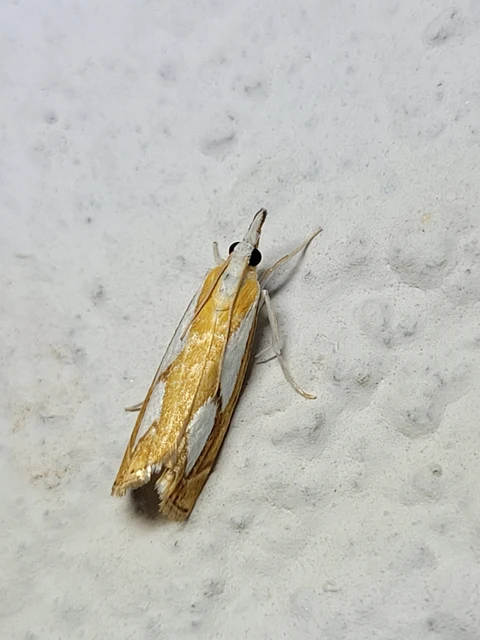 Catoptria